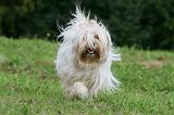 TERRIER DU TIBET 134